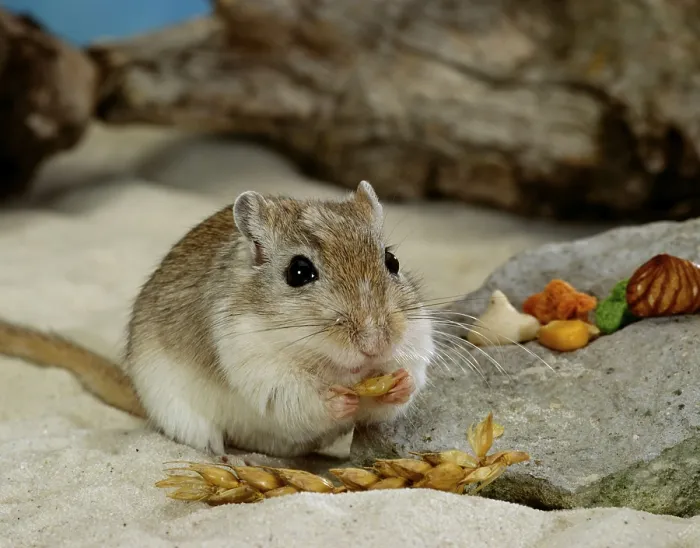 Framed Print : Gerbil, mongolian gerbil (Meriones unguiculatus) gerbil