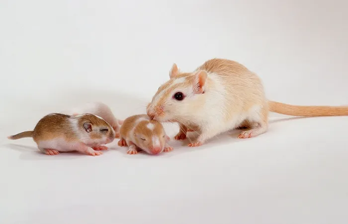 Framed Print : Gerbil with youngs (Meriones unguiculatus)