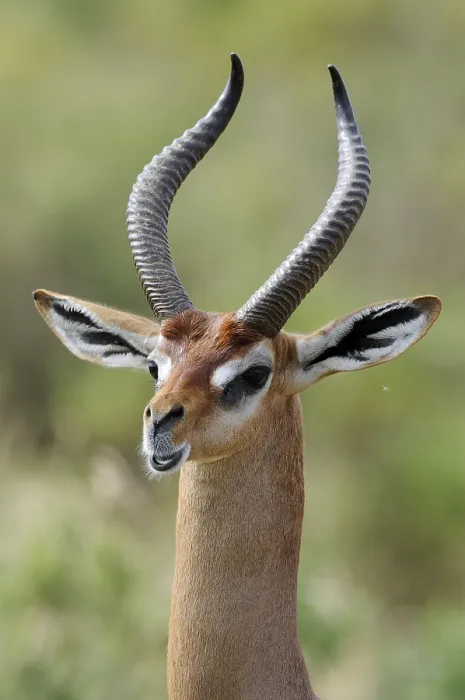 Framed Print : Gerenuk or Waller's Gazelle (Litocranius walleri) buck Framed Print : Gerenuk or Waller's Gazelle (Litocranius walleri) buck