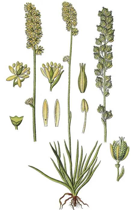 Framed Print : German Asphodel, Tofield's Asphodel (Tofieldia calyculata) Framed Print : German Asphodel, Tofield's Asphodel (Tofieldia calyculata)