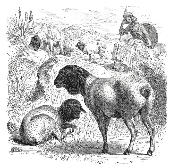 Framed Print : German black-headed meat domestic sheep (Ovis aries) or black-headed sheep steatopyga persica Framed Print : German black-headed meat domestic sheep (Ovis aries) or black-headed sheep steatopyga persica