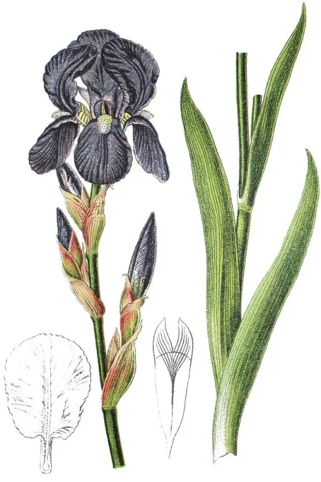 Framed Print : German iris (Iris -- germanica)