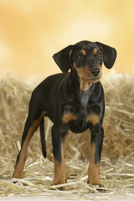 Framed Print : German Pinscher, puppy, 10 weeks