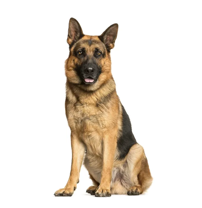 Framed Print : German Shepherd, 3 years old, sitting in front of white background Framed Print : German Shepherd, 3 years old, sitting in front of white background