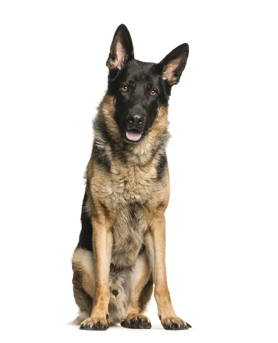Framed Print : German Shepherd, 4 years old, sitting in front of white background Framed Print : German Shepherd, 4 years old, sitting in front of white background