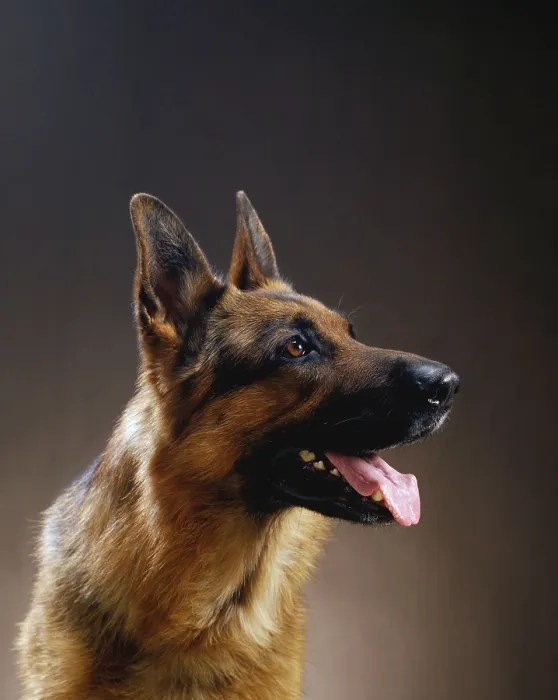 Framed Print : German Shepherd or Alsatian Framed Print : German Shepherd or Alsatian