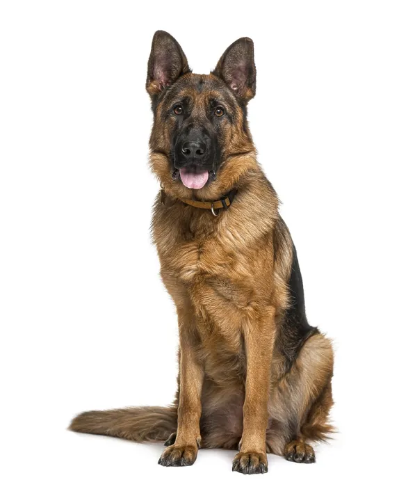 Framed Print : German Shepherd Dog (18 months old) Framed Print : German Shepherd Dog (18 months old)