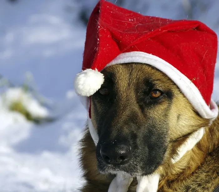 Framed Print : German Shepherd Dog with Father Christmas Cap