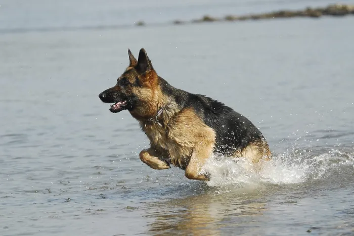 Framed Print : German shepherd dog jumps through the water