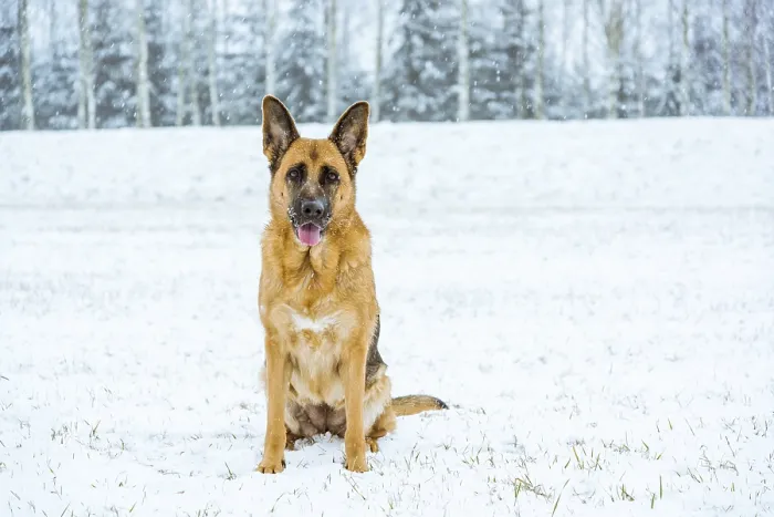 Framed Print : German shepherd dog possing outdoor at winter
