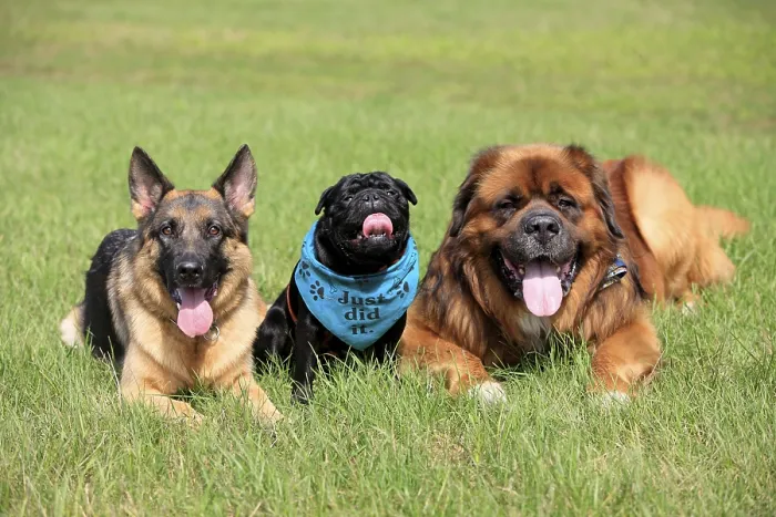 Framed Print : German Shepherd Dog, Pug and German Shepherd Dog