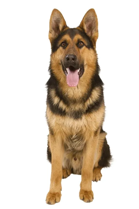 Framed Print : German Shepherd lying in front
