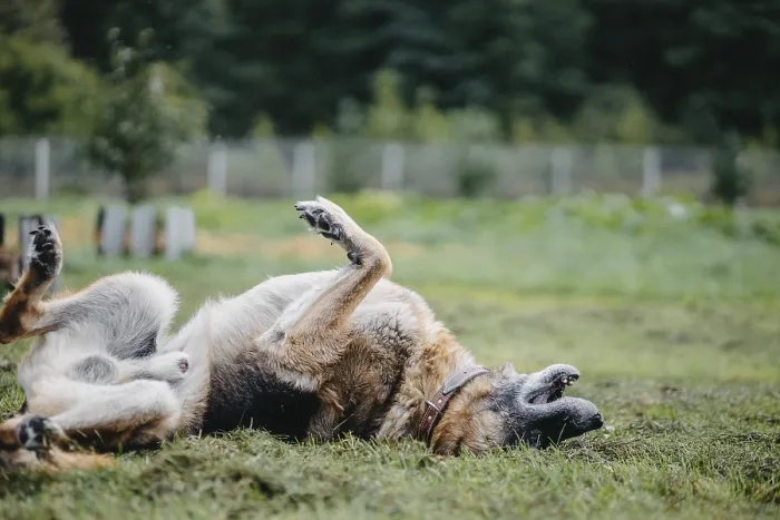 Framed Print : A German Shepherd rolls playfully in grass with paws in the air