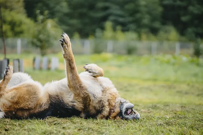 Framed Print : A German Shepherd rolls playfully on its back in the grassy yard