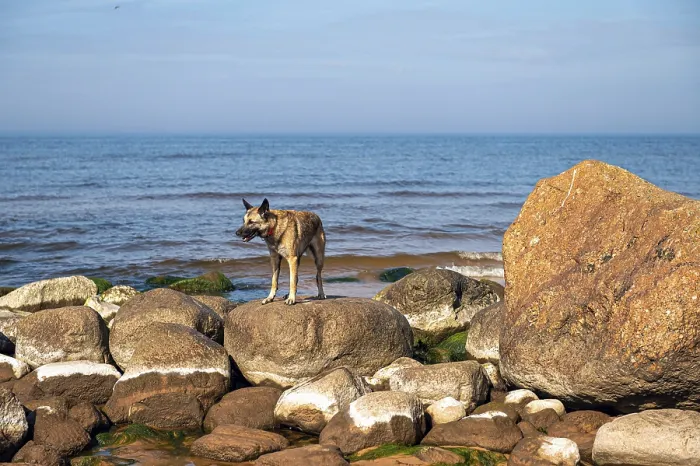 Framed Print : A German shepherd stands on the rocks in the sea against the background of blue sky Framed Print : A German shepherd stands on the rocks in the sea against the background of blue sky