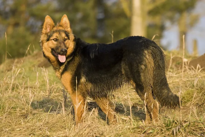 Framed Print : German Shepherd watching something on a field on the edge of a forest