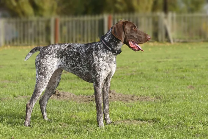 Framed Print : German Shorthair, German Shorthaired Pointers