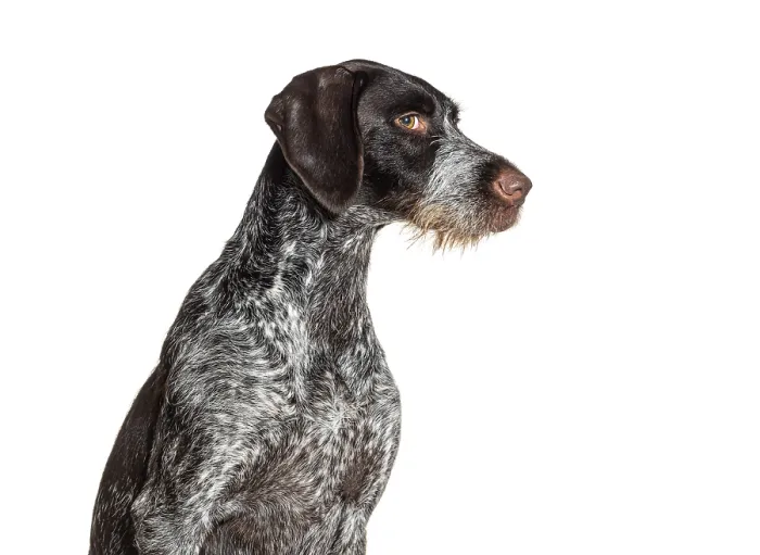 Framed Print : German shorthaired pointer dog leering at the camera