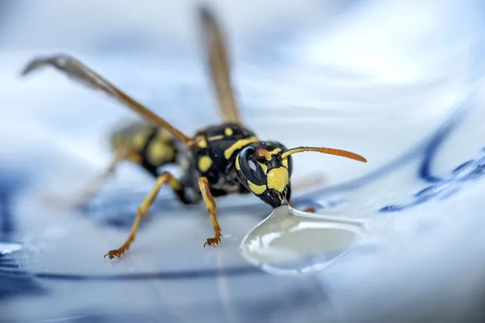 Framed Print : German wasp (Vespula germanica) eats at a drop of honey on a plate Framed Print : German wasp (Vespula germanica) eats at a drop of honey on a plate