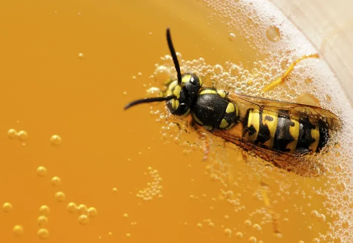 Framed Print : German wasp (Vespula germanica) floating in lemonade Framed Print : German wasp (Vespula germanica) floating in lemonade