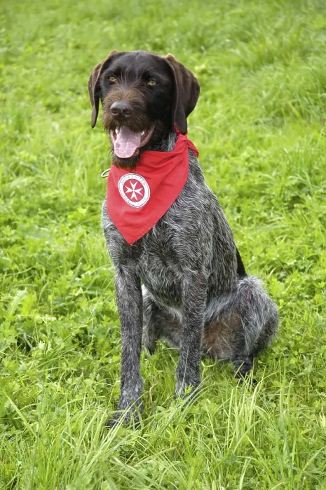Framed Print : German Wirehaired Pointing Dog, Rescue Dog