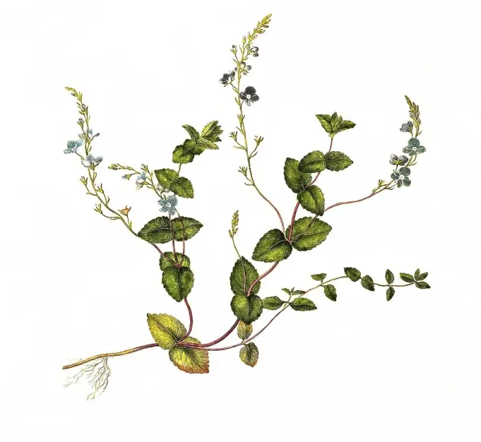Framed Print : Germander speedwell (Veronica chamaedrys)