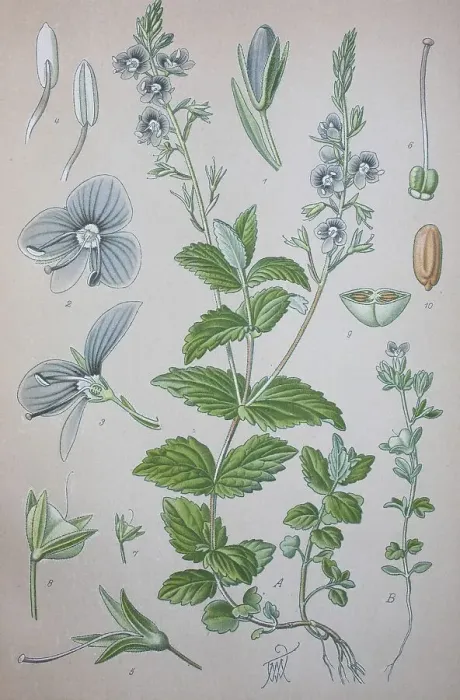 Framed Print : Germander speedwell (Veronica chamaedrys) Framed Print : Germander speedwell (Veronica chamaedrys)