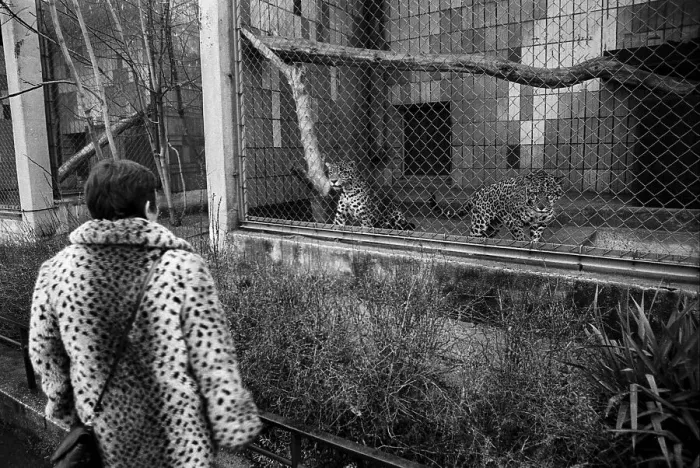 Framed Print : Germany, Berlin, 03.01.1991, Tierpark Friedrichsfelde