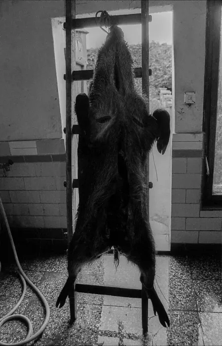 Framed Print : Germany, Eixen, 16.9.1991, slaughtered and hung pig