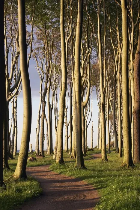 Framed Print : Gespensterwald forest at Nienhagen Framed Print : Gespensterwald forest at Nienhagen