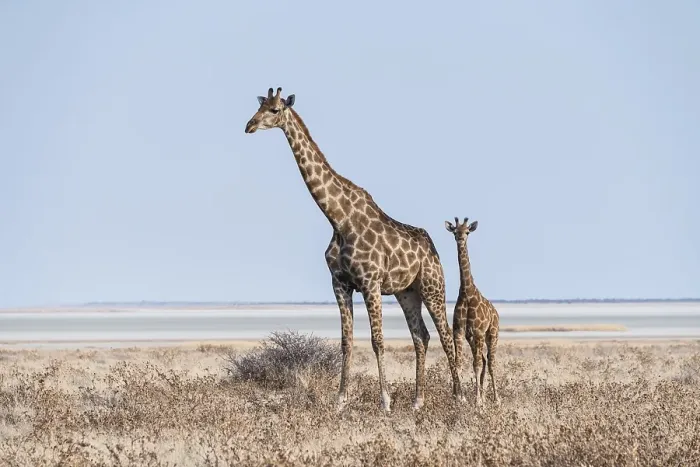 Framed Print : GGiraffe (Giraffa camelopardis) with young standing in the dry grass land