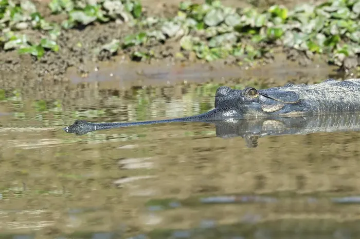 Framed Print : Gharial or gavial (Gavialis gangeticus) in water