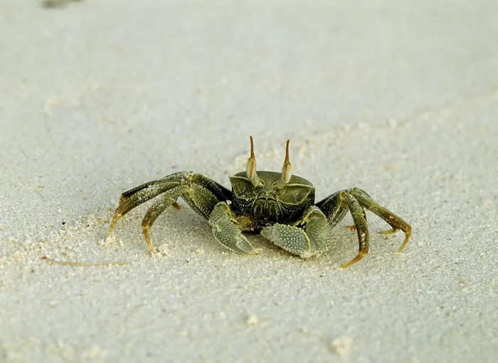 Framed Print : Ghost Crab (Ocypode), Seychelles