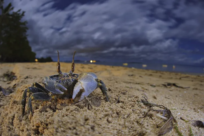 Framed Print : Ghost Crab (Ocypode sp.), adult