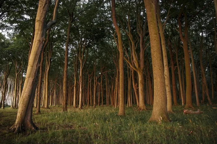 Framed Print : Ghost Forest with European Beeches (Fagus sylvatica) in the evening light