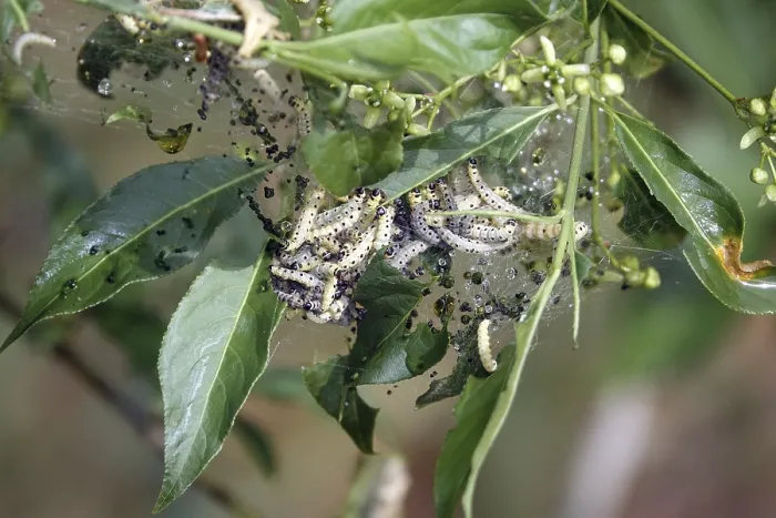 Framed Print : Ghost moth caterpillars