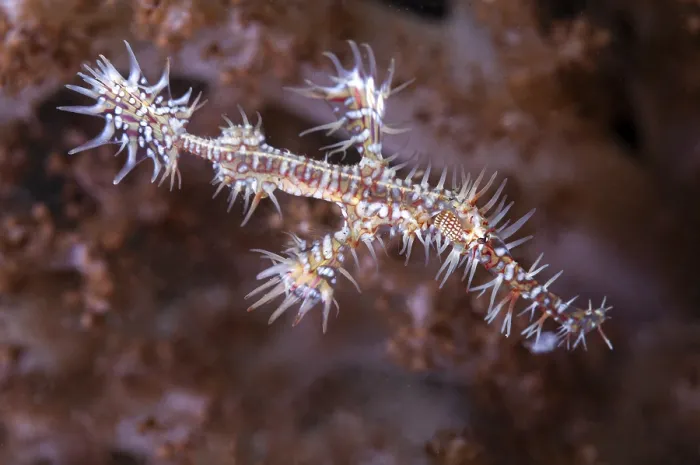 Framed Print : Ghost pipefish (Solenostomidae) Framed Print : Ghost pipefish (Solenostomidae)