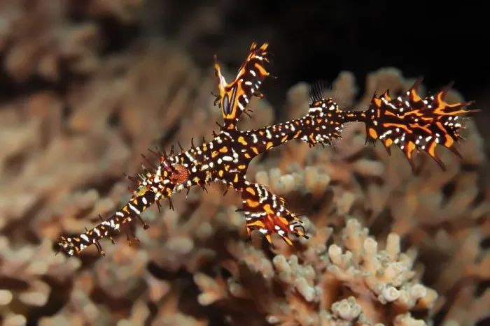 Framed Print : Ghost pipefish (Solenostomus paradoxus) swimming above coral (Agropora sp)