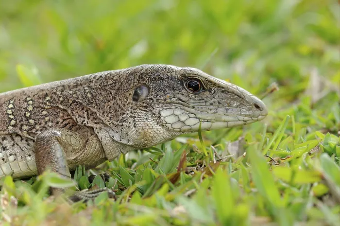 Framed Print : Giant ameiva (Ameiva ameiva), Green Ameive