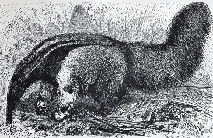 Framed Print : Giant anteater (Myrmecophaga jubata) Framed Print : Giant anteater (Myrmecophaga jubata)