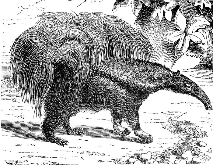 Framed Print : Giant anteater, Myrmecophaga tridactyla