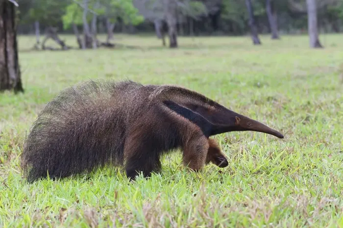 Framed Print : Giant Anteater (Myrmecophaga tridactyla) Framed Print : Giant Anteater (Myrmecophaga tridactyla)