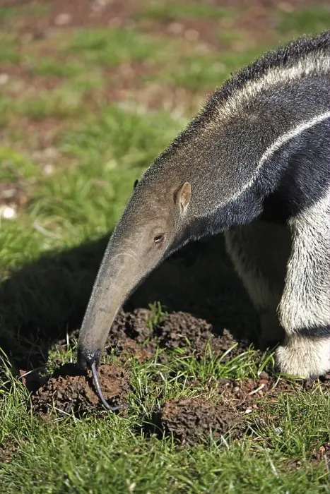 Framed Print : Giant Anteater (Myrmecophaga tridactyla) Framed Print : Giant Anteater (Myrmecophaga tridactyla)