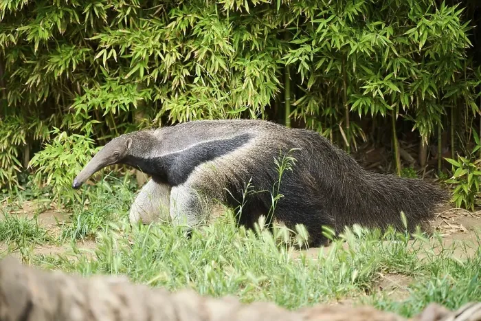 Framed Print : Giant anteater (Myrmecophaga tridactyla)