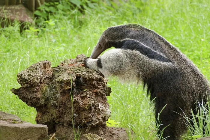 Framed Print : Giant anteater (Myrmecophaga tridactyla)