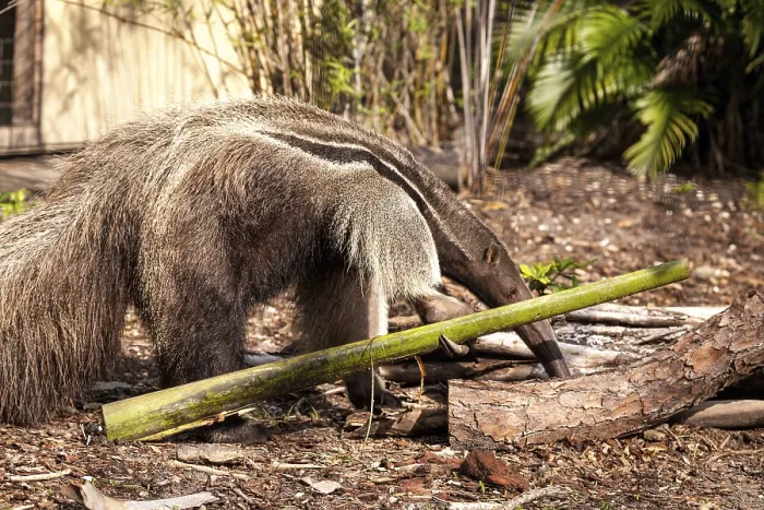 Framed Print : Giant anteater Myrmecophaga tridactyla forages under logs and moves bamboo out of the way to hunt for ants