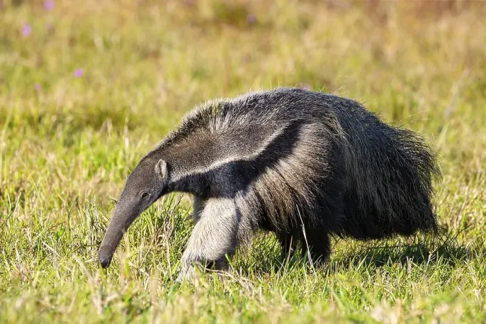 Framed Print : Giant anteater (Myrmecophaga tridactyla) Pantanal Brazil Framed Print : Giant anteater (Myrmecophaga tridactyla) Pantanal Brazil