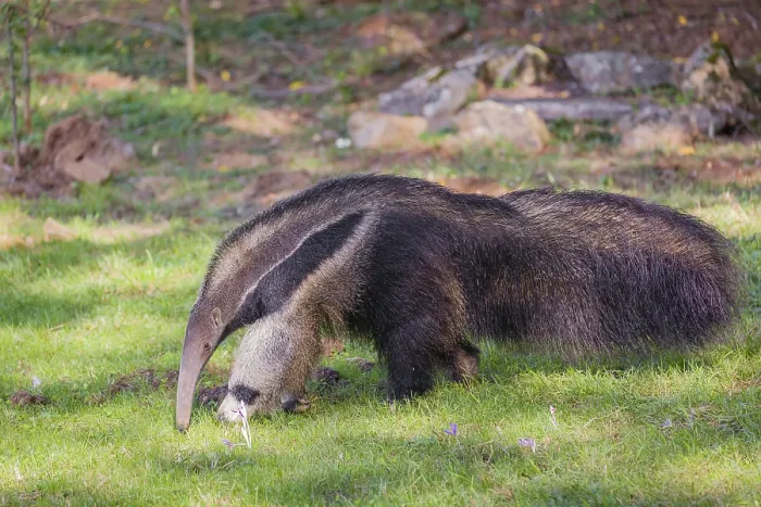 Framed Print : A giant anteater (Myrmecophaga tridactyla) runs over green meadow