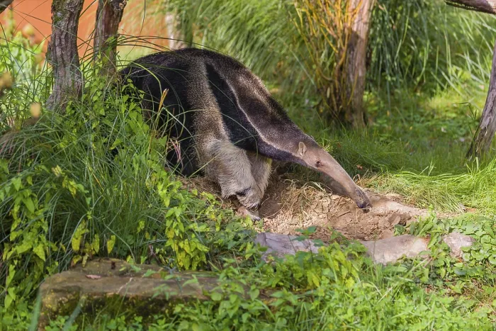 Framed Print : A giant anteater (Myrmecophaga tridactyla) runs through an open forest
