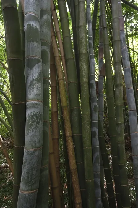 Framed Print : Giant bamboo (Dendrocalamus giganteus)